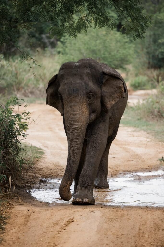 whatsapp image 2025 07 14 at 2.31.42 pm